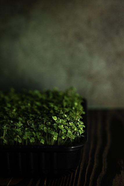 Microgreens: Miniaturní zelenina pro maximální detox