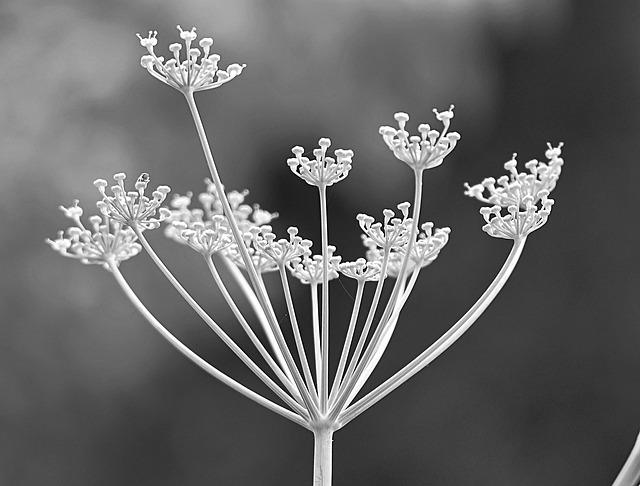 Fenyklová silice v detoxu: Aromaterapie pro zdravé trávení