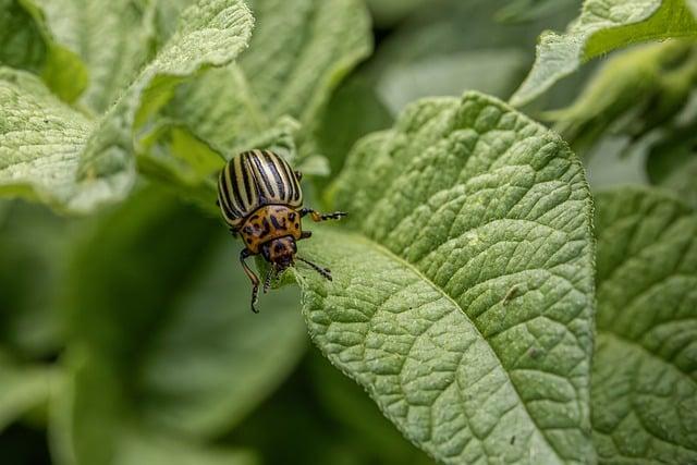 Bramborová placka: Fermentací ke zdravějšímu pokrmu