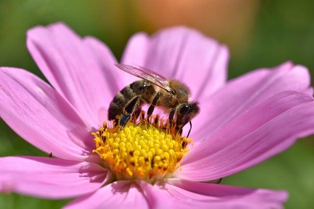 Koloidní měď: Kovový helper pro efektivní detoxikaci