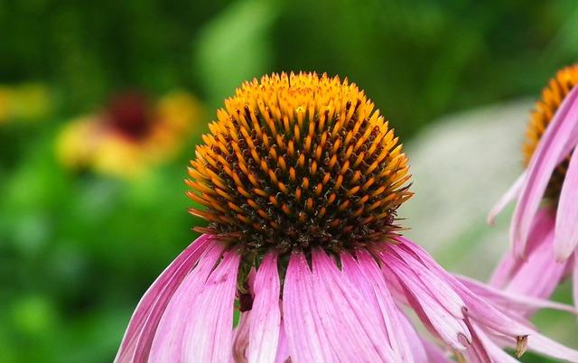 Echinacea a játra: Co každý uživatel musí vědět!