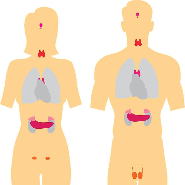 Hypofýza a detox: Jak podpořit „dirigenta“ hormonů