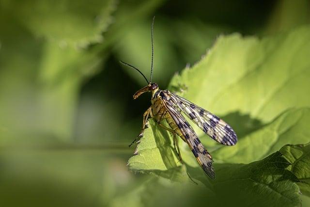 5 bylin, které přirozeně zvyšují nízký tlak