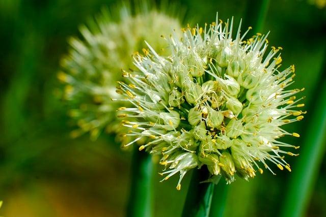 Antraknóza cibule: Tichý zabiják vaší úrody? Jak se bránit