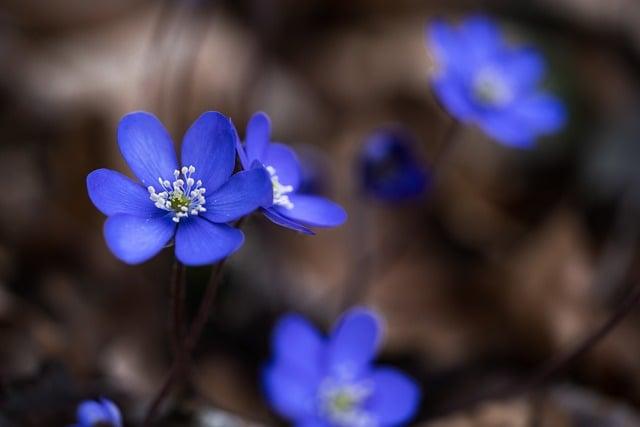 Jak vyčistit játra: 6 potravin pro přirozenou detoxikaci