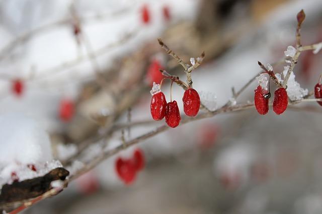 Kustovnice: Goji pro dokonalou detoxikaci organismu