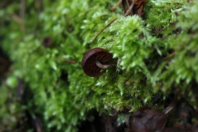 Cordyceps: Tajemná houba pro intenzivní očistu těla