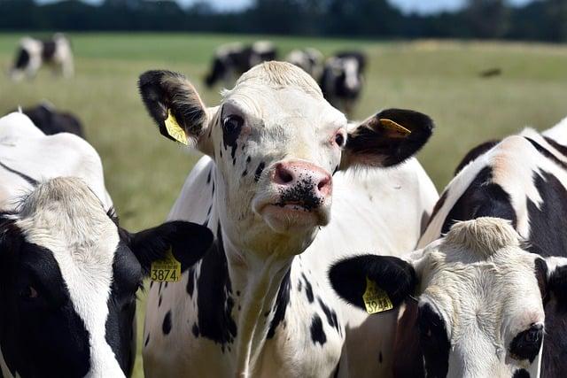 Heterofermentace mléka: Cesta k lepšímu trávení