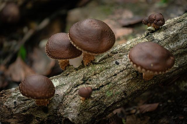 Proč je Shiitake vhodná pro jemnou detoxikaci