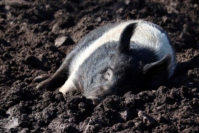 Vhodné kombinace pro optimalizaci příjmu vitamínu C