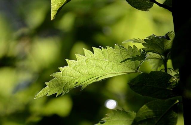 Jak kopřiva působí na detoxikaci a proč je tak účinná