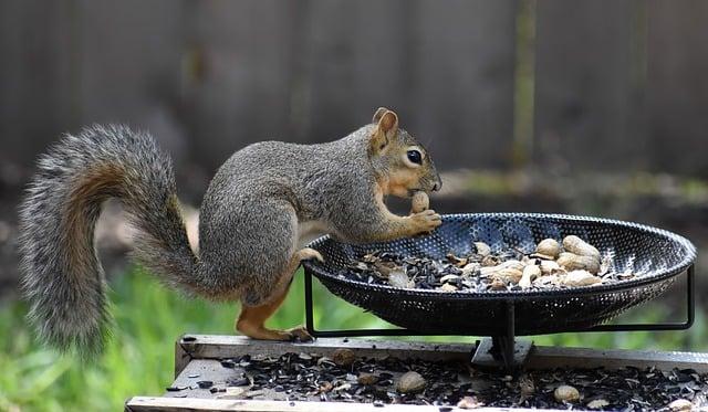 Arašídové máslo: Jak ovlivňuje hladinu cholesterolu v těle?