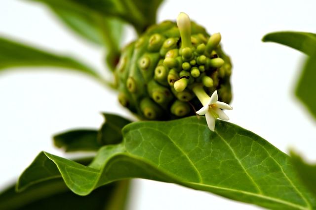 Nutriční‌ doporučení pro zlepšení žlučníkového zdraví