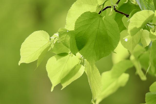 Lípa: Uklidňující detox nápoj - 3 variace pro zdraví