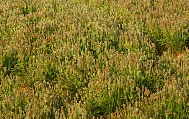 Jak psyllium může pomoci s trávicími problémy a detoxikací těla