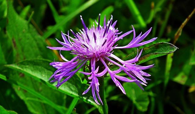 Bergamot: Zázračný bojovník s vysokým cholesterolem?