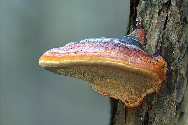 Reishi jako prostředek pro dokonalou detoxikaci těla