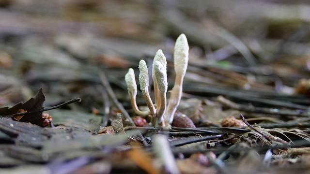 Jak správně integrovat Cordyceps do své každodenní rutiny?