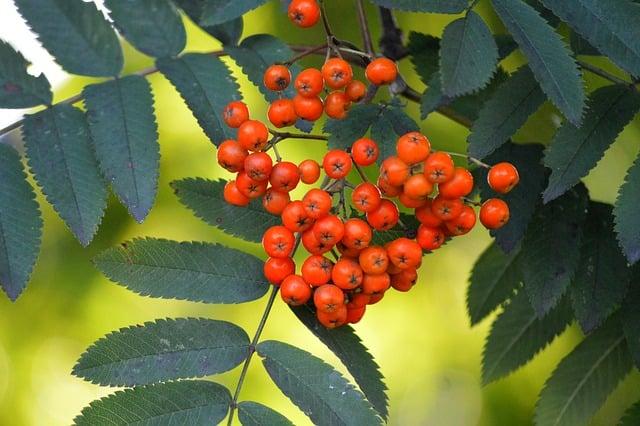 Studie a výzkumy ohledně bezpečnosti sorbátu draselného