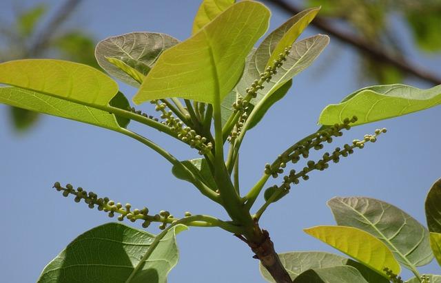 Jak může triphala pomoci detoxikovat tělo?