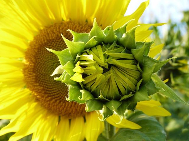 Herbicidy a dýchací cesty: Jak mohou herbicidy ovlivnit naše zdraví?