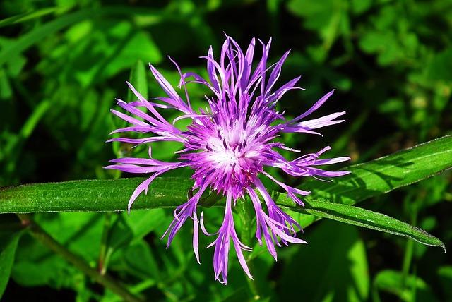 Bergamot jako přírodní alternativa k léčbě vysokého cholesterolu