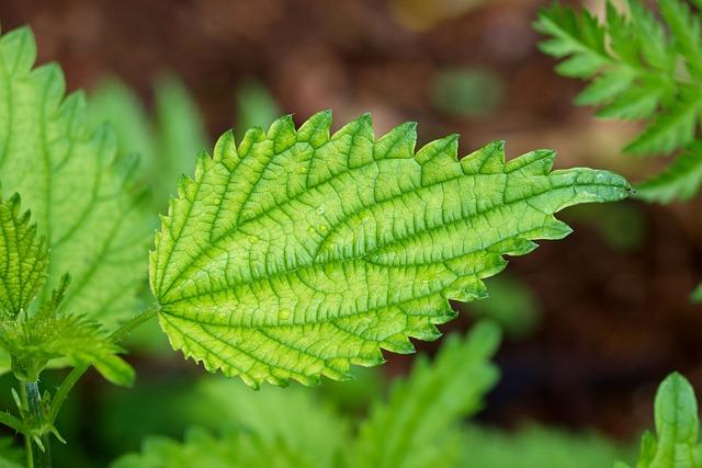 Histamin: 5 potravin, kterým se vyhnout při alergii