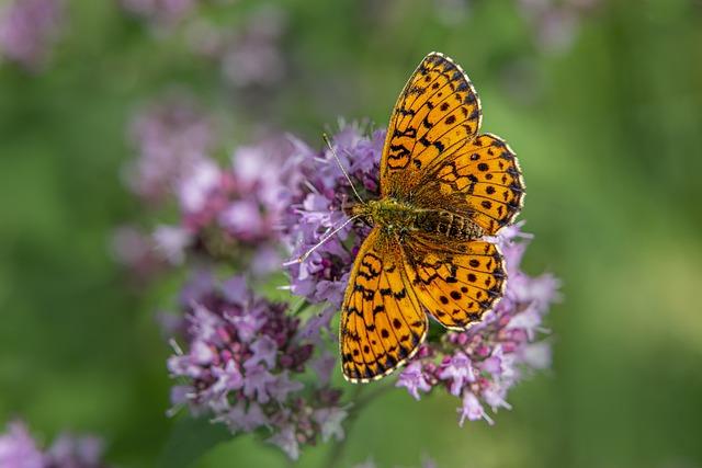 Selen jako efektivní antioxidant a jeho úloha v boji proti zánětům