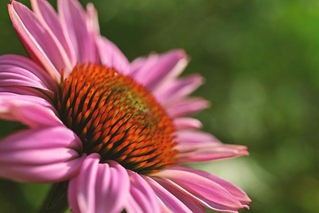 Co je Echinacea a játra?