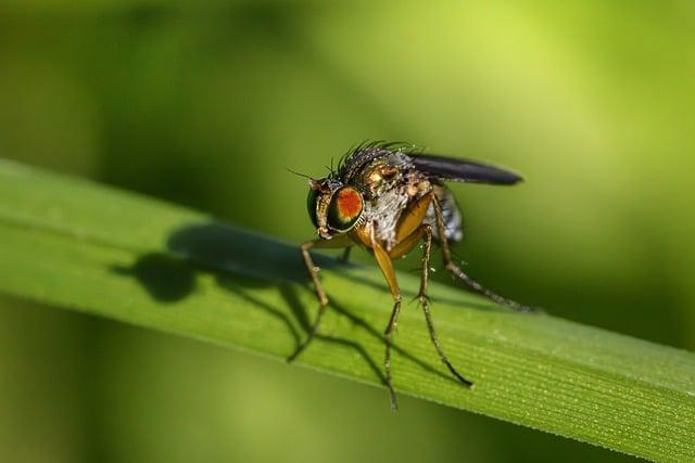 Vědecky podložené účinky jako přirozené antibiotikum