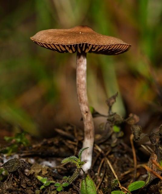 Malý ořech s velkým účinkem na cholesterol