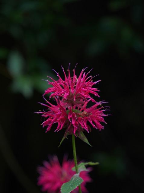 Bergamot: Co to je a jak funguje?