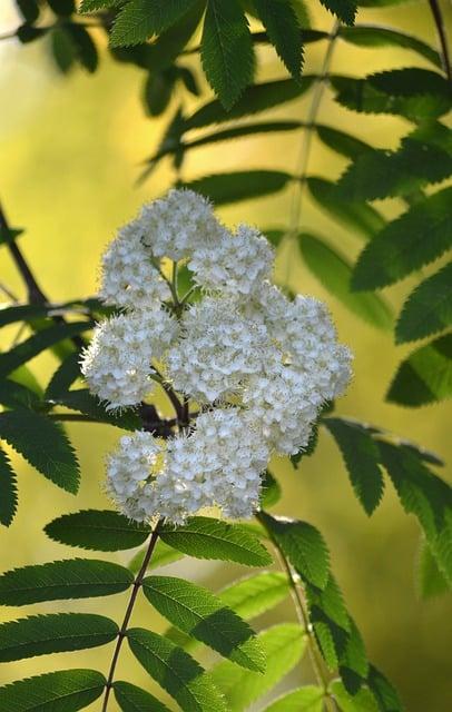 Účinky sorbátu draselného na lidské zdraví